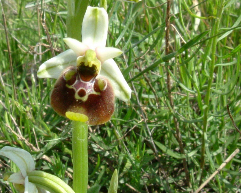 Ophrys fuciflora